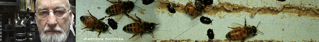 Aethinatumida.jpg