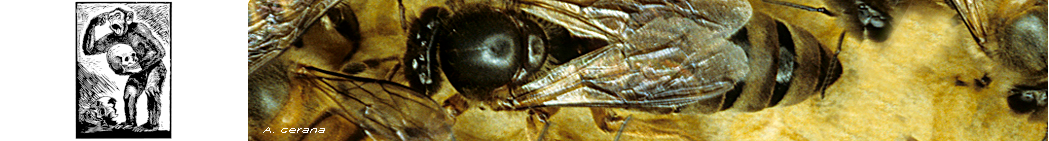 Apis_cerana.png